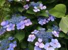 ■施設内の紫陽花■