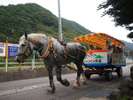 【観光遊園シャンシャン馬車】水上温泉街をぱっかぱっかと優雅に散策