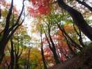 【紅葉公園(もみじこうえん)】諏訪峡遊歩道途中の公園。その名の通りもみじが美しい。