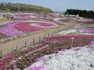 【みさと芝桜公園(高崎市)】春には「織姫が置き忘れた桜色の羽衣」をイメージした3色の芝桜が咲き誇る。