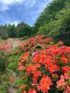 美ヶ原ー王ヶ頭の6月後半の満開のヤマツツジ