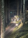 夜の森をからみんなで歩く。コテージから大浴場せせらぎの湯への道。