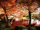 【熱海梅園】もみじライトアップは例年11月に開催一例