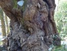 【來宮神社】大楠の御神木はパワースポットとしても有名(一例)