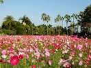 ut[p[N܁vlG܁X̂Ԃy݉ Flower park Kagoshima