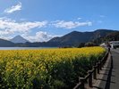 12月下旬〜2月上旬まで池田湖では菜の花が見頃を迎えます。※当館からお車で約30分
