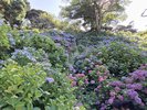 6月に下田公園にて開催されるあじさい祭りの紫陽花!!綺麗です♪