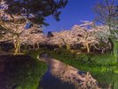 兼六園(春) ソメイヨシノ、ヤマザクラなど約420本もの桜を楽しめます。