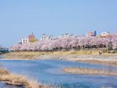 犀川(桜) 春は川辺で満開の桜を楽しめます。