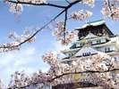 大阪城の桜