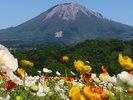 日本最大級のフラワーパーク、とっとり花回廊からは、美しい花々と雄大な大山を眺めることができます。
