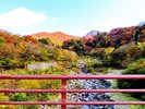 秋の大山元谷は辺り一面が鮮やかに色づき、紅葉狩りを楽しむことができます