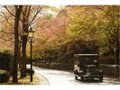 ハウステンボス 紅葉の並木道