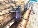 夏はカブトムシも現れます