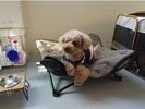 犬用コット