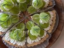 �y��g���H�X�zButchCafe