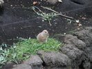 【上野動物園】