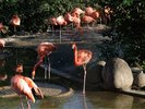 【上野動物園】