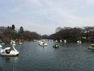 【井の頭公園】