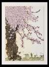 もち桜の押し花