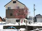残雪の上に咲く梅の花