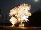桜満開 夜のライトアップ