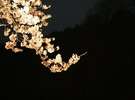 夜桜ライトアップ