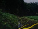 蛍の群生