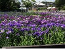 多賀城市にございます、あやめ園です、5月23日から6月21日まで、恒例のあやめ祭りが開催されます。
