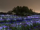 幻想的な多賀城あやめ祭りのライトアップになります、一見の価値ありです♪