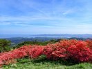 2026年5月13日の田束山のつつじ、見ごろ