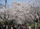 秋月「杉の馬場」は桜の名所です。あまりの美しさに感動します。