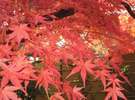 【紅葉】 庵内のもみじです
