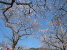 杉の馬場 桜