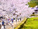 秋月の桜並木です