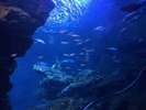 京都市水族館