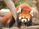 王子動物園