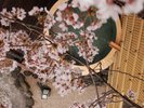 ���J�̍��͓��D����肪�͂������i24�N4��6���B�e�j