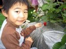 �y�̌��F�C�`�S���z12���`5���I���ق���ԂłT���A�ܘ_�A���}���������܂��B