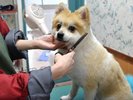 【本館2階 ペットホテル ムーワン】大切なワンちゃんのお預かり・宿泊はこちらへ。トリミングも承ります。