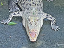 熱川バナナワニ園