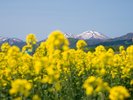 *【菜の花】山並みと菜の花のコントラストが美しい風景。