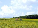 *【ひまわり畑】一面に広がるひまわりの海、夏の輝きが溢れる風景。