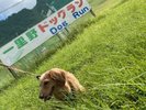 ワンコと散歩天国どこまででも歩ける芝生とドッグラン(有料)もございます。