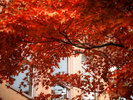 秋の深まりを映す、庭の紅葉