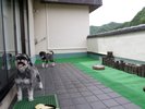 展望・ベランダミニドッグラン