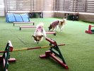 【屋内ドッグラン】天候を気にせず楽しく遊べます♪