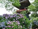 能護寺 (写真提供:熊谷市) あじさい寺として親しまれております。