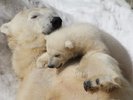【円山動物園】