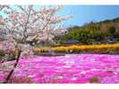 ◇広棚のシバザクラ◇美馬市にある広棚地区の畑一面に芝桜が咲きほこる。